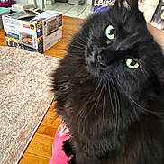 Pandabear is registered to the contest to win money with this photo: cat, black_cat, green_eyes, fluffy, indoor, pet, curious, quilt, wooden_floor, box, living_room, feline, close_up, domestic_animal, whiskers, cute, cozy, household, tilted_head, companion