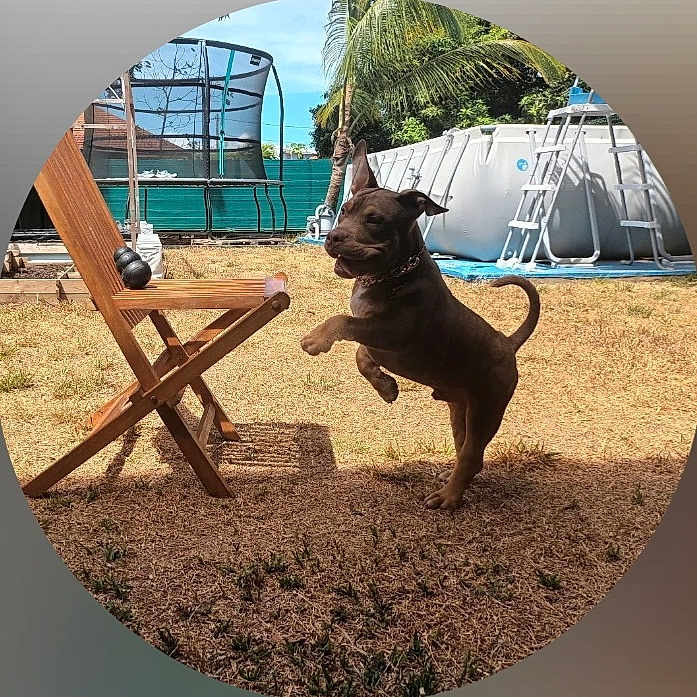 Thanos a rejoint le concours — aidez-le/la à gagner de superbes lots ! backyard, blue_sky, canine, daylight, dog, fence, garden, grass, jumping, ladder, outdoor, pet, playful, pool, shadow, summer, sunny, trampoline, tree, wooden_chair