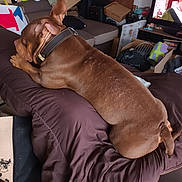 Thanos a rejoint le concours — aidez-le/la à gagner de superbes lots ! dog, brown, blanket, couch, indoor, collar, television, box, furniture, pet, relaxed, resting, living_room, household, comfort, canine, fur, ear, tail, domestic