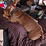 dog, brown, blanket, couch, indoor, collar, television, box, furniture, pet, relaxed, resting, living_room, household, comfort, canine, fur, ear, tail, domestic