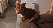 Thanos a rejoint le concours — aidez-le/la à gagner de superbes lots ! animal, brown_dog, couch, dog, domestic, door, ears, floor, furniture, home, household, indoor, kitchen, living_room, looking, pet, sitting, table, tail, wall
