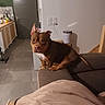 animal, brown_dog, couch, dog, domestic, door, ears, floor, furniture, home, household, indoor, kitchen, living_room, looking, pet, sitting, table, tail, wall