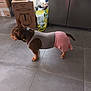 Thanos participe au concours pour gagner de l'argent avec cette photo : dog, brown_dog, pet_clothing, tank_top, pink_shorts, tile_floor, indoor, kitchen, box, bag, collar, pet, standing, side_view, domestic, household, casual, calm, brown, canine