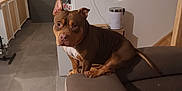 Thanos participe au concours pour gagner de l'argent avec cette photo : dog, brown_dog, couch, living_room, blanket, sofa, floor, door, kitchen, wall, furniture, pet, indoor, household, electrical_outlet, table, cup, tile_floor, tail, ears
