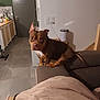 dog, brown_dog, couch, living_room, blanket, sofa, floor, door, kitchen, wall, furniture, pet, indoor, household, electrical_outlet, table, cup, tile_floor, tail, ears