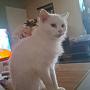 Perle a rejoint le concours — aidez-le/la à gagner de superbes lots ! cat, white_cat, indoor, table, flowers, window, furniture, pet, animal, blue_eyes, fluffy, sitting, domestic, cozy, wooden_table, house, home, portrait, relaxed, cute