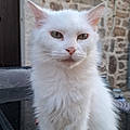 Mireille A.