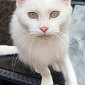 Mireille A.