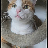 Chimken is registered to the contest to win money with this photo: cat, animal, pet, feline, whiskers, ears, nose, eyes, fur, closeup, indoor, cozy, cat_tree, curious, resting, cute, portrait, looking_up, domestic, soft