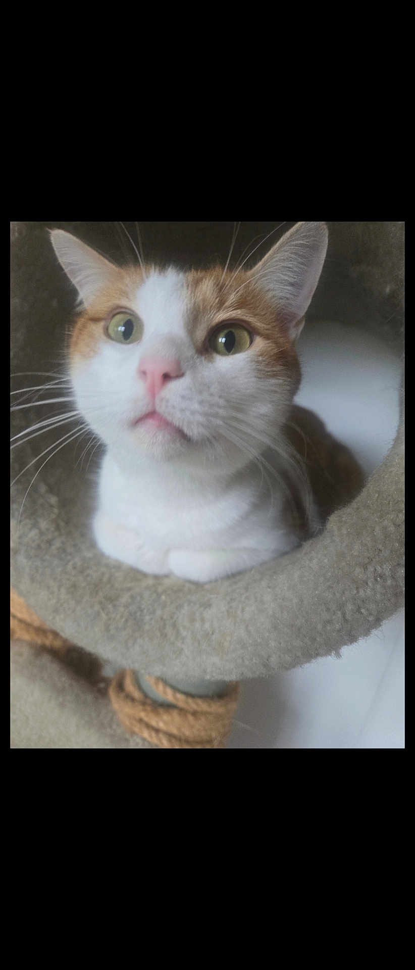 Chimken is registered to the contest to win money with this photo: cat, animal, pet, feline, whiskers, ears, nose, eyes, fur, closeup, indoor, cozy, cat_tree, curious, resting, cute, portrait, looking_up, domestic, soft
