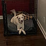 dog, crate, indoor, blanket, pet, white_dog, floor, paw, tail, collar, relaxed, cozy, wooden_floor, wall, corner, animal, cage, pet_bed, domestic, resting