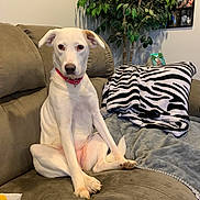 Nilla joined the competition — help win amazing prizes! dog, white_dog, collar, couch, blanket, zebra_pattern, indoor_plant, living_room, photoframe, pet, animal, fur, sitting, paw, nose, ears, home_interior, cozy, relaxed, portrait