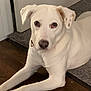dog, white_dog, lying_down, indoor, wood_floor, carpet, ears, brown_spots, pet, animal, looking_at_camera, collar, canine, fur, domestic_animal, friendly, cute, portrait, companion, house