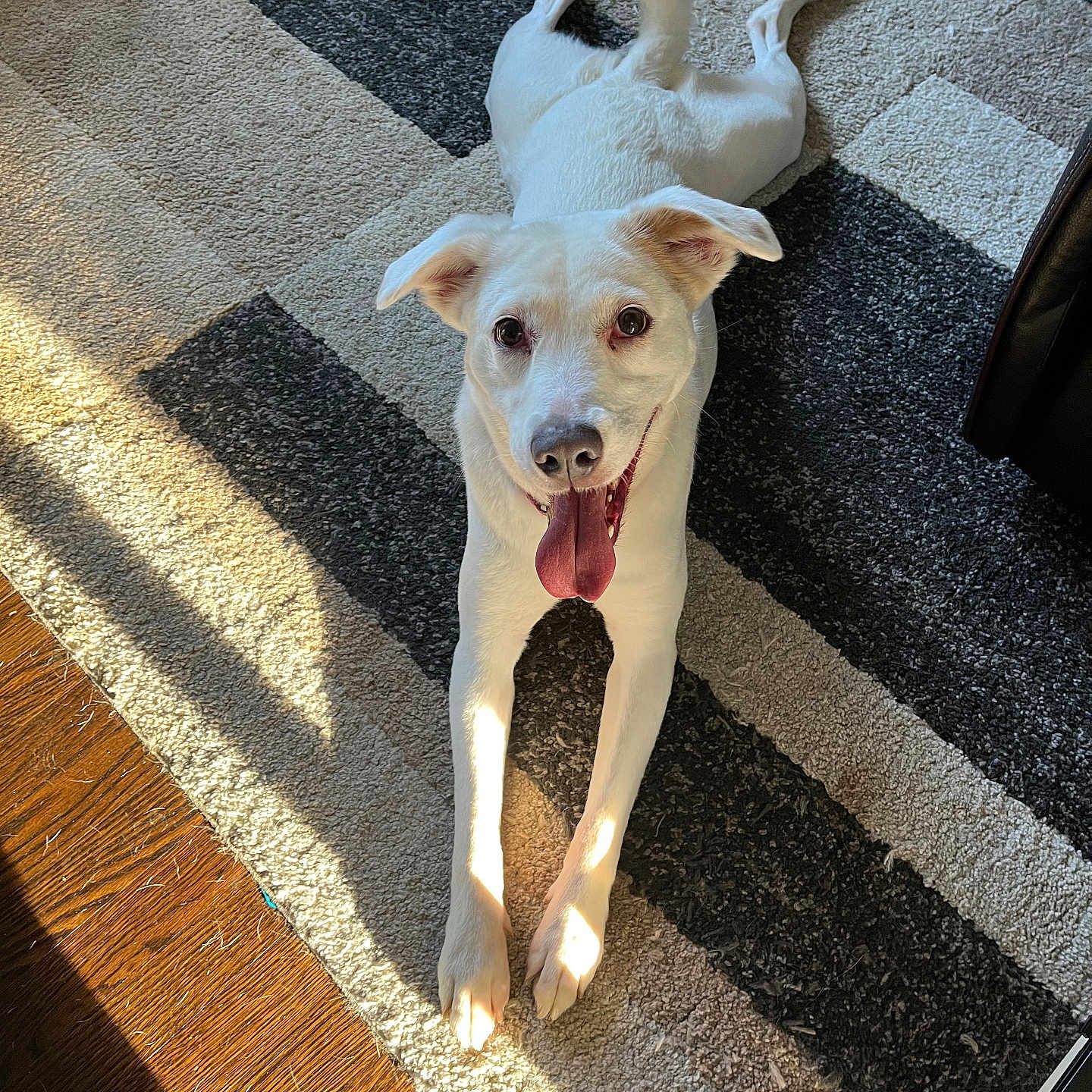 Nilla