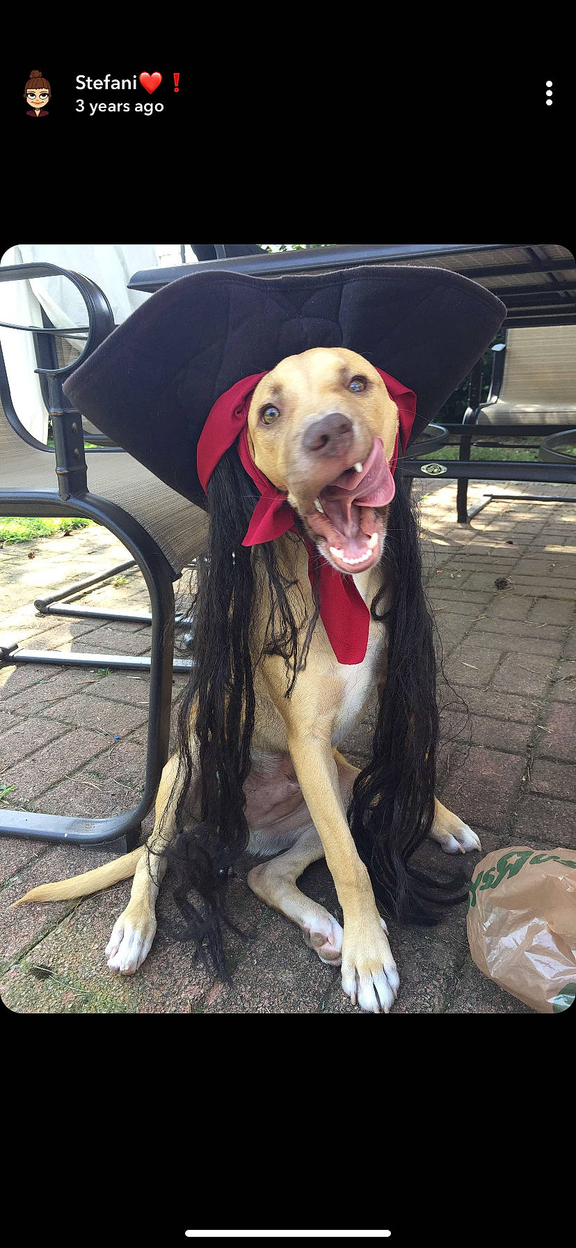 Chapo is registered to the contest to win money with this photo: canidae, carnivore, collar, companion_dog, dog, dog_breed, dog_collar, dog_supply, hunting_dog, leash, liver, mammal, pet_supply, plastic_bag, snout, sporting_group, tongue, tooth, vertebrate, working_animal