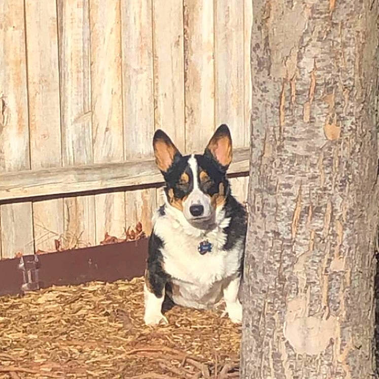 Yogi joined the competition — help win amazing prizes! art, canidae, carnivore, collar, companion_dog, dog, dog_breed, dog_supply, snout, sporting_group, trunk, whiskers, wood, working_animal, working_dog