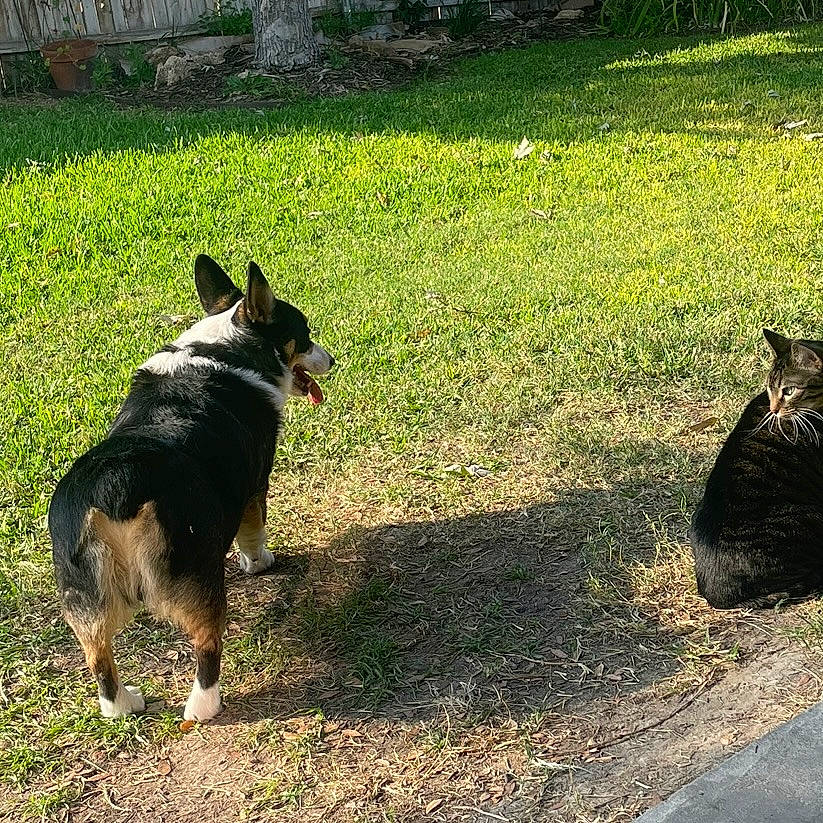 Yogi joined the competition — help win amazing prizes! canidae, carnivore, cat, companion_dog, dog, dog_breed, east_european_shepherd, grass, guard_dog, herding_dog, plant, road_surface, shadow, soil, sporting_group, tail, terrestrial_animal, tints_and_shades, working_animal, working_dog