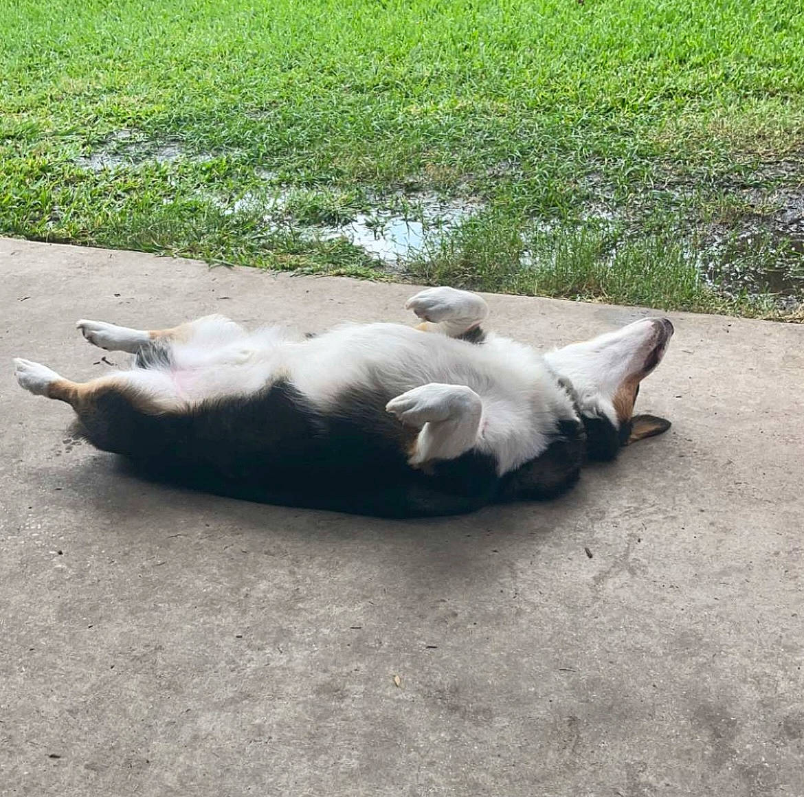 Yogi joined the competition — help win amazing prizes! asphalt, canidae, carnivore, cat, comfort, companion_dog, dog_breed, fawn, felidae, fur, grass, paw, plant, road_surface, shadow, small_to_medium_sized_cats, snout, tail, terrestrial_animal, whiskers