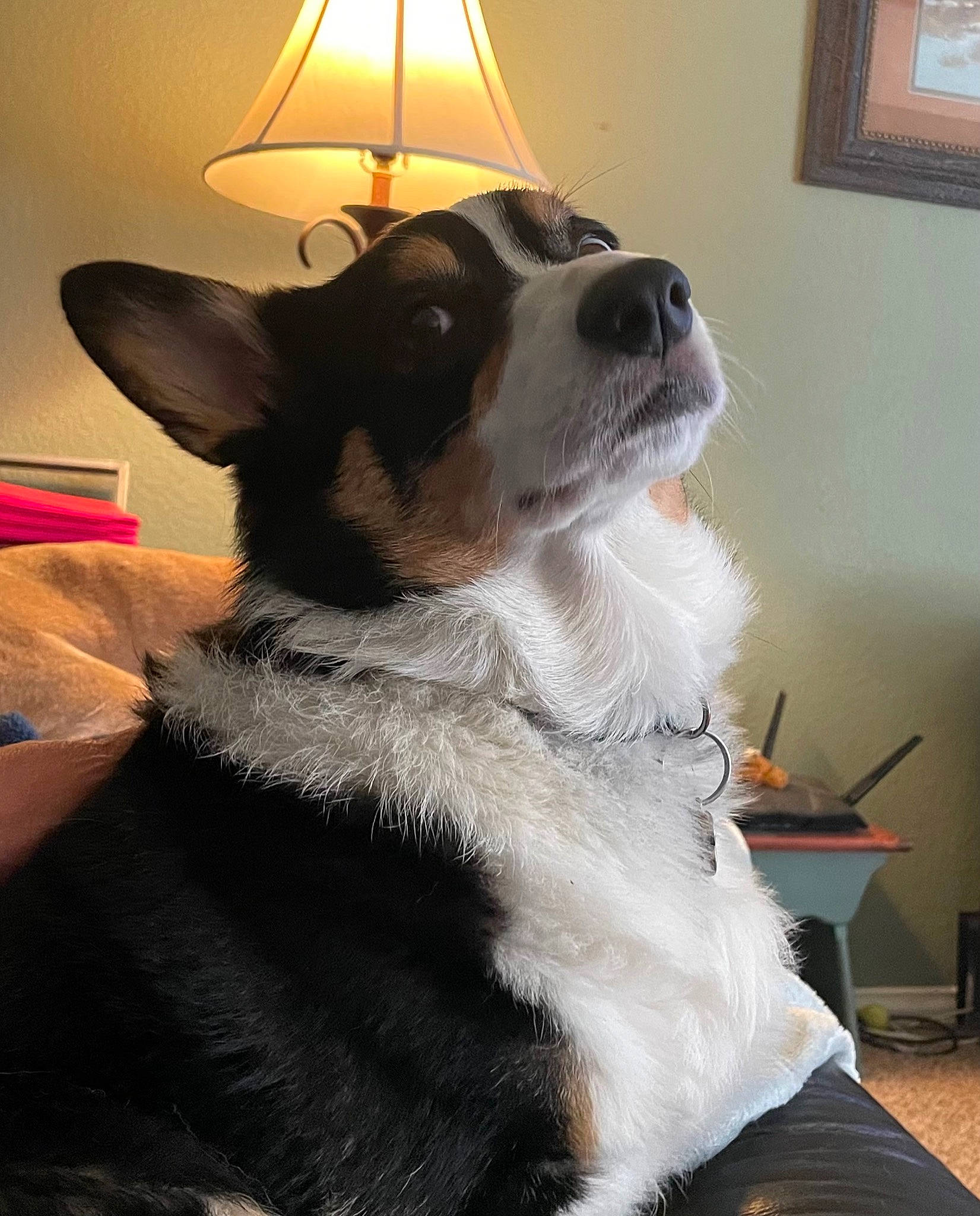 Yogi joined the competition — help win amazing prizes! canidae, carnivore, collar, companion_dog, dog, dog_breed, dog_collar, dog_supply, fawn, flooring, fur, lamp, picture_frame, snout, sporting_group, tail, tints_and_shades, whiskers, window, working_animal