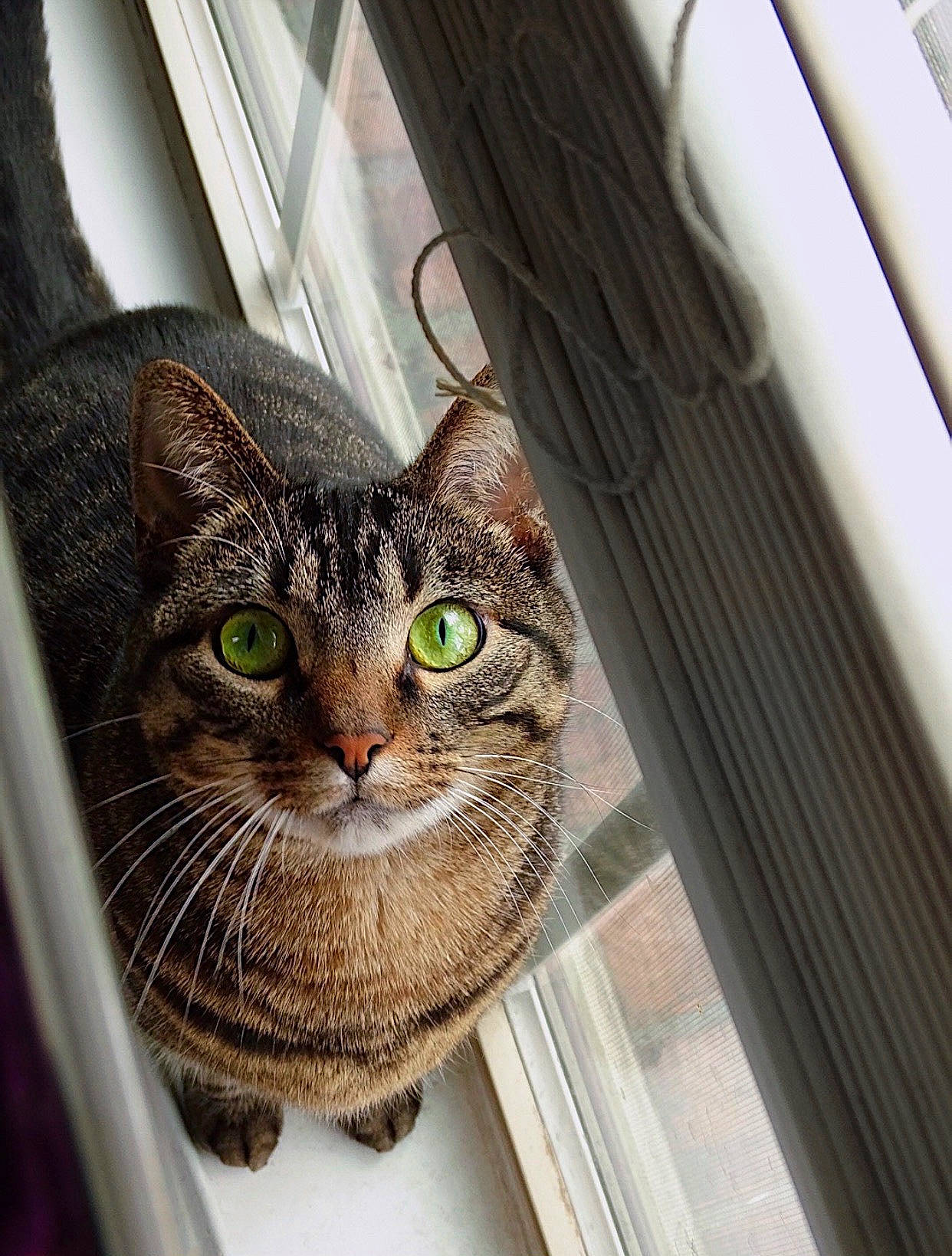 Luna is registered to the contest to win money with this photo: carnivore, cat, cat_supply, domestic_short_haired_cat, door, felidae, fixture, fur, head, pet_supply, small_to_medium_sized_cats, snout, terrestrial_animal, whiskers, wildlife, window, wood