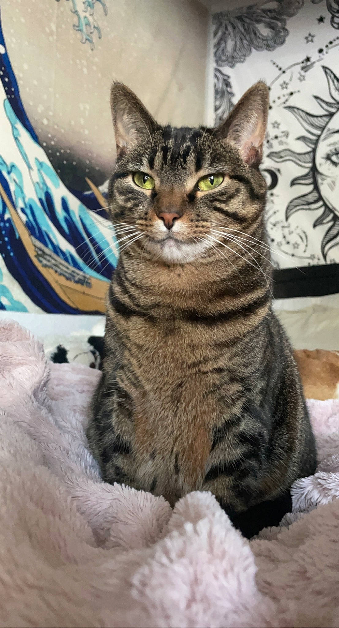Luna is registered to the contest to win money with this photo: carnivore, cat, domestic_short_haired_cat, felidae, fur, sitting, small_to_medium_sized_cats, snout, terrestrial_animal, whiskers, wildlife