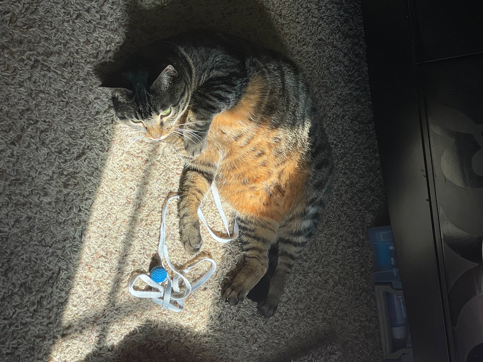 Luna is registered to the contest to win money with this photo: carnivore, cat, claw, comfort, darkness, domestic_short_haired_cat, electric_blue, felidae, fur, grey, human_leg, linens, pattern, paw, shadow, small_to_medium_sized_cats, snout, tail, vehicle_door, whiskers