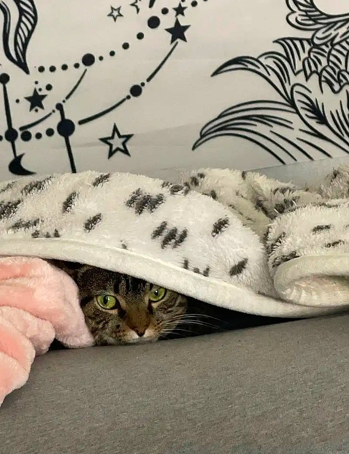 Luna is registered to the contest to win money with this photo: art, carnivore, cat, comfort, fawn, felidae, font, grass, hat, linens, mammal, organism, pattern, plant, small_to_medium_sized_cats, tail, textile, twig, vertebrate, whiskers