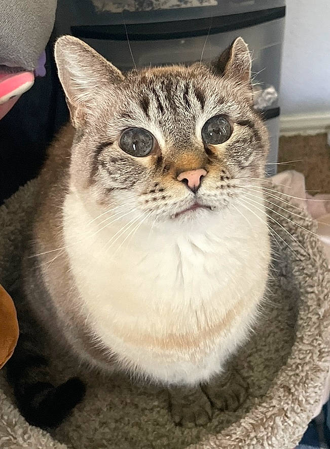 Cougar joined the competition — help win amazing prizes! art, carnivore, cat, domestic_short_haired_cat, door, felidae, fur, paw, small_to_medium_sized_cats, smile, snout, terrestrial_animal, whiskers, window