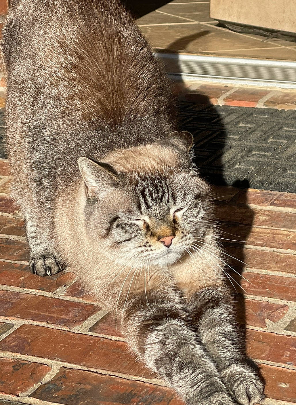 Cougar joined the competition — help win amazing prizes! carnivore, cat, claw, domestic_short_haired_cat, eye, fawn, felidae, flooring, grey, paw, road_surface, small_to_medium_sized_cats, snout, tail, terrestrial_animal, vertebrate, whiskers, wildlife, window, wood