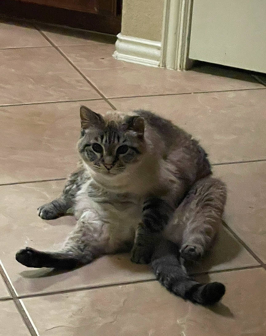 Cougar is registered to the contest to win money with this photo: carnivore, cat, claw, domestic_short_haired_cat, felidae, floor, flooring, foot, fur, grey, hardwood, metal, paw, sitting, small_to_medium_sized_cats, snout, tail, terrestrial_animal, whiskers, wood