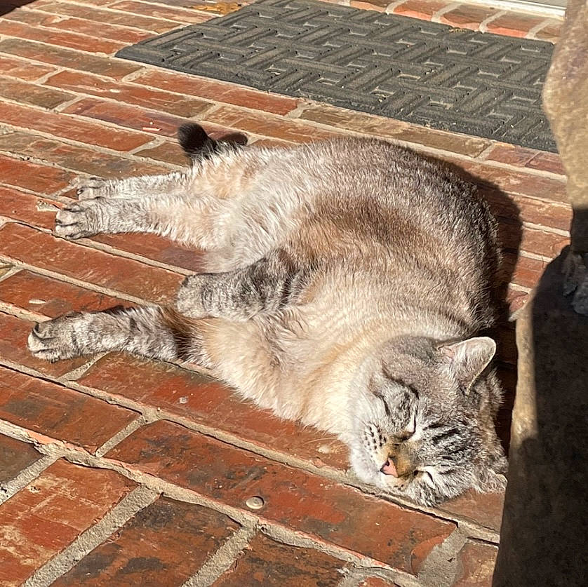 Cougar is registered to the contest to win money with this photo: brick, brickwork, carnivore, cat, claw, cobblestone, domestic_short_haired_cat, fawn, felidae, flooring, fur, paw, road_surface, small_to_medium_sized_cats, snout, tail, terrestrial_animal, whiskers, wildlife, wood