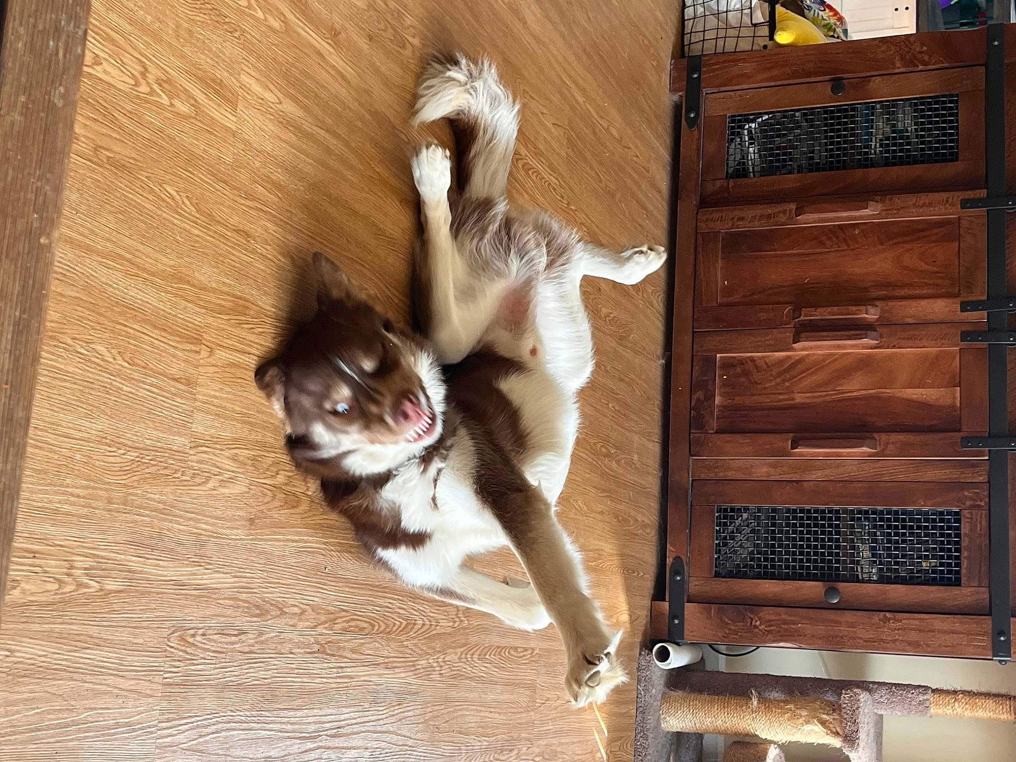 Axle joined the competition — help win amazing prizes! brown, cabinetry, carnivore, cat, chest_of_drawers, companion_dog, cupboard, dog_breed, drawer, fawn, felidae, flooring, hardwood, shelf, shelving, small_to_medium_sized_cats, sporting_group, tail, whiskers, wood