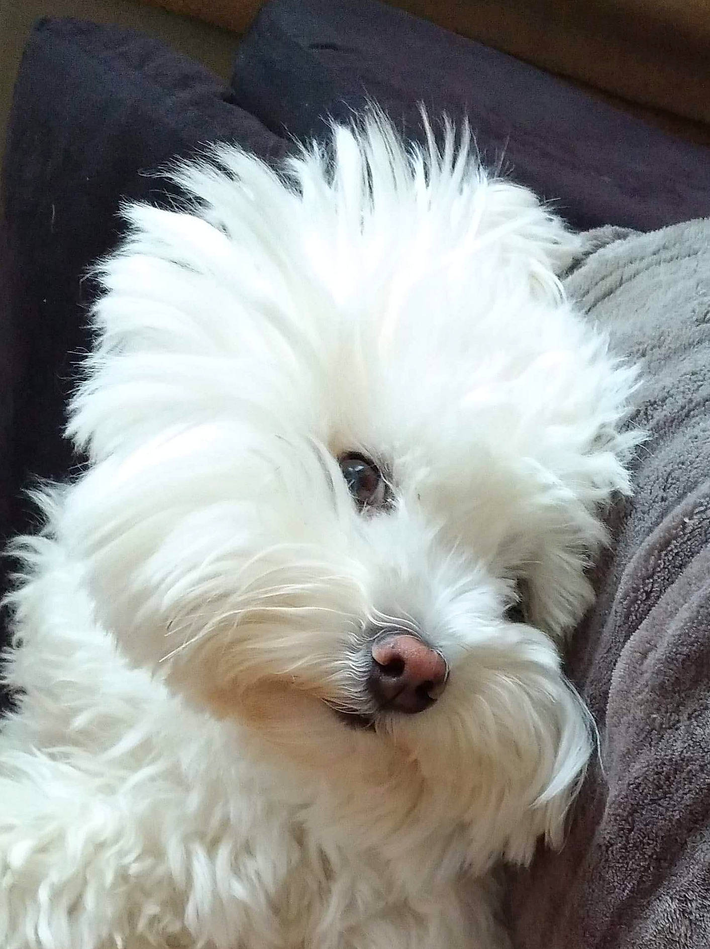 Liam participe au concours pour gagner de l'argent avec cette photo : bichon, bolognese, bolonka, canidae, carnivore, cockapoo, companion_dog, coton_de_tulear, dog, dog_breed, havanese, head, kyi_leo, maltepoo, maltese, mammal, nose, puppy, toy_dog, vertebrate