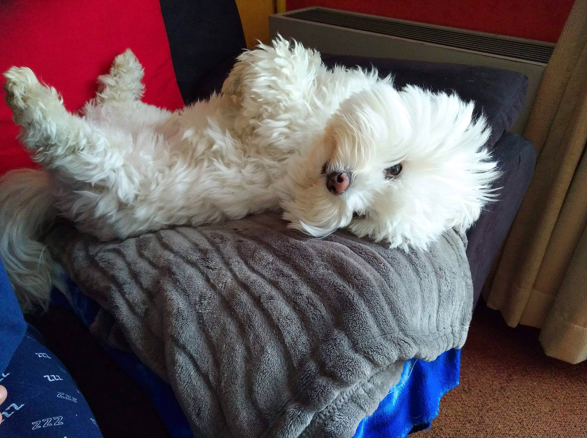 Liam a rejoint le concours — aidez-le/la à gagner de superbes lots ! bichon, bolognese, bolonka, canidae, carnivore, cockapoo, companion_dog, coton_de_tulear, dog, dog_breed, fur, havanese, maltepoo, maltese, mammal, puppy, schnoodle, shih_tzu, toy_dog, west_highland_white_terrier