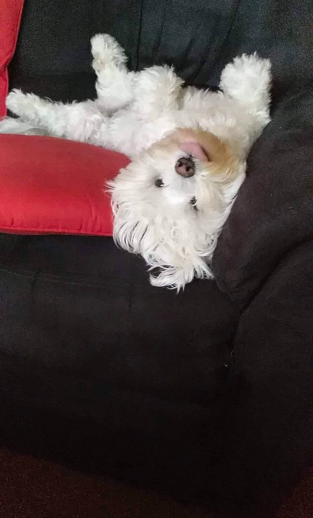 Liam participe au concours pour gagner de l'argent avec cette photo : bichon, bolognese, bolonka, canidae, carnivore, companion_dog, coton_de_tulear, dog, dog_breed, havanese, maltepoo, maltese, mammal, non_sporting_group, puppy, rare_breed_dog, schnoodle, toy_dog, west_highland_white_terrier, white