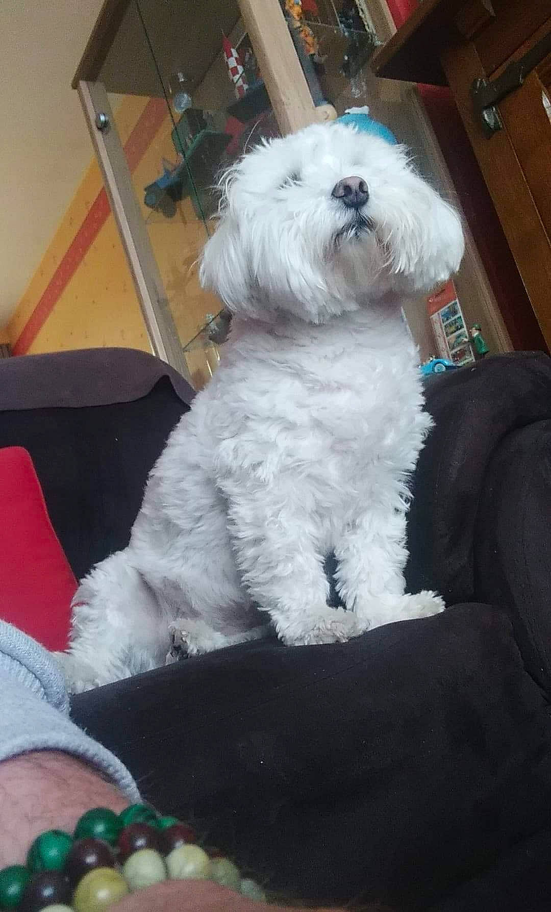 Liam participe au concours pour gagner de l'argent avec cette photo : bichon, bichon_frise, bolognese, bolonka, canidae, carnivore, companion_dog, coton_de_tulear, dog, dog_breed, kyi_leo, lowchen, maltepoo, maltese, mammal, non_sporting_group, old_english_sheepdog, tibetan_terrier, toy_poodle, vertebrate