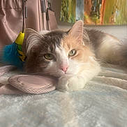 Frannie joined the competition — help win amazing prizes! cat, domestic_cat, pet, feline, calico, long_hair, green_eyes, pink_nose, resting, closeup, indoor, bed, blanket, backpack, bag, feather_toy, whiskers, ear, portrait, cozy