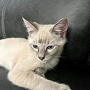 Stormyy is registered to the contest to win money with this photo: kitten, cat, pet, fur, animal, close_up, resting, indoor, leather, texture, paw, face, ears, whiskers, soft, cute, young, feline, relaxed, portrait