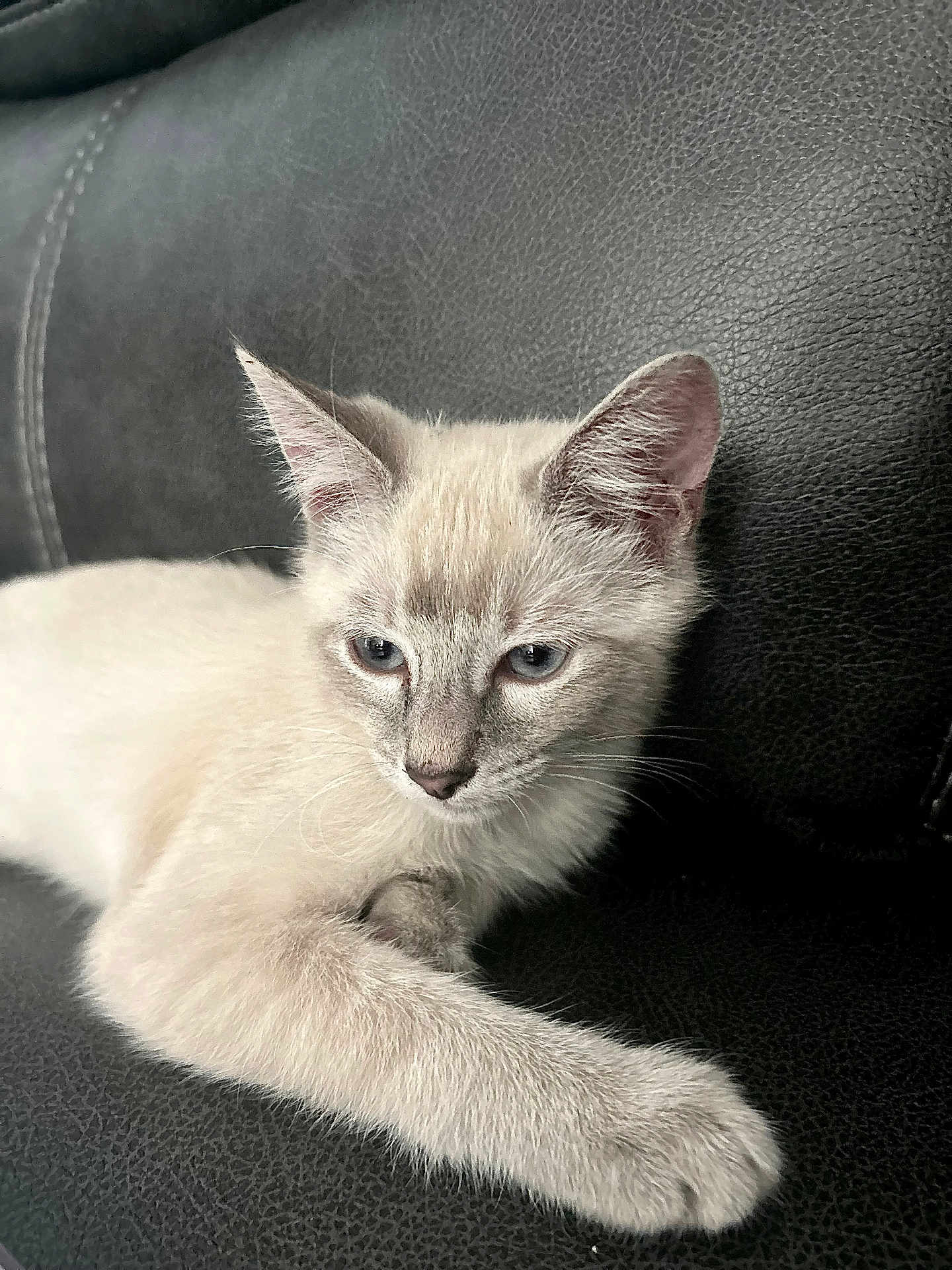 Stormyy is registered to the contest to win money with this photo: kitten, cat, pet, fur, animal, close_up, resting, indoor, leather, texture, paw, face, ears, whiskers, soft, cute, young, feline, relaxed, portrait