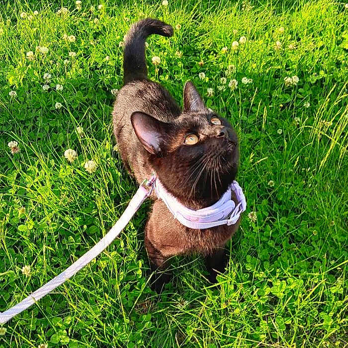 Nico Storm is registered to the contest to win money with this photo: animal, black_cat, cat, clover, curious, cute, daylight, feline, grass_field, green_grass, harness, leash, looking_up, mammal, nature, outdoor, pet, playful, sunlight, young_cat