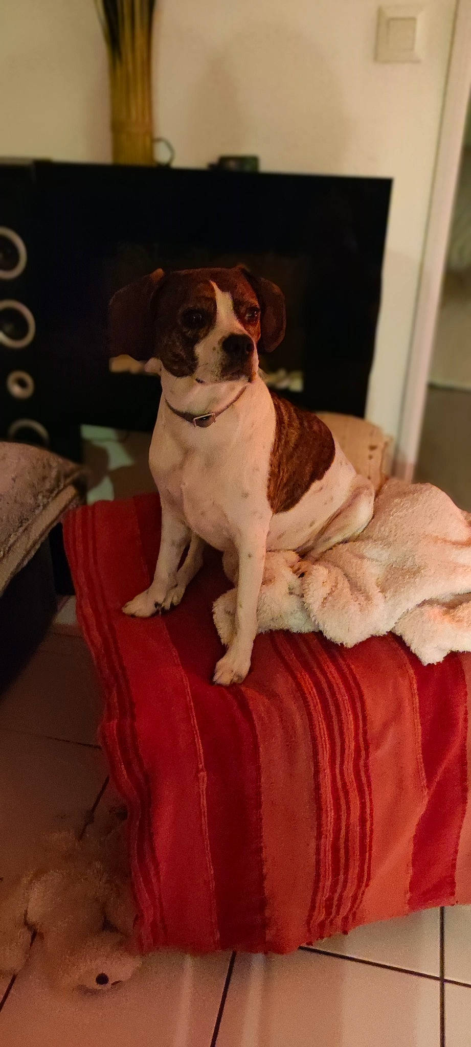 Maki participe au concours pour gagner de l'argent avec cette photo : canidae, carnivore, chair, collar, comfort, companion_dog, couch, dog, dog_breed, dog_collar, door, fawn, fur, gun_dog, linens, liver, room, sporting_group, tail, working_animal