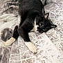 Gladysse participe au concours pour gagner de l'argent avec cette photo : animal, bedspread, black_and_white, cat, comfort, cozy, cute, domestic_cat, feline, fur, indoor, lying_down, patterned, paws, pet, relaxed, resting, sleepy, soft, whiskers