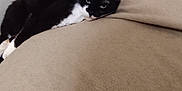 Gladysse a rejoint le concours — aidez-le/la à gagner de superbes lots ! animal, bed, black_and_white, blanket, cat, comfortable, cozy, cute, domestic, feline, fur, green_eyes, headboard, household, indoor, pet, relaxed, resting, sleeping_area, whiskers