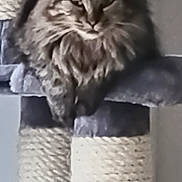 Kalynne participe au concours pour gagner de l'argent avec cette photo : cat, tabby, fluffy, pet, animal, indoor, cat_tree, carpeted, relaxed, feline, ears, whiskers, paws, fur, scratching_post, home, cute, sleepy, resting, domestic_cat