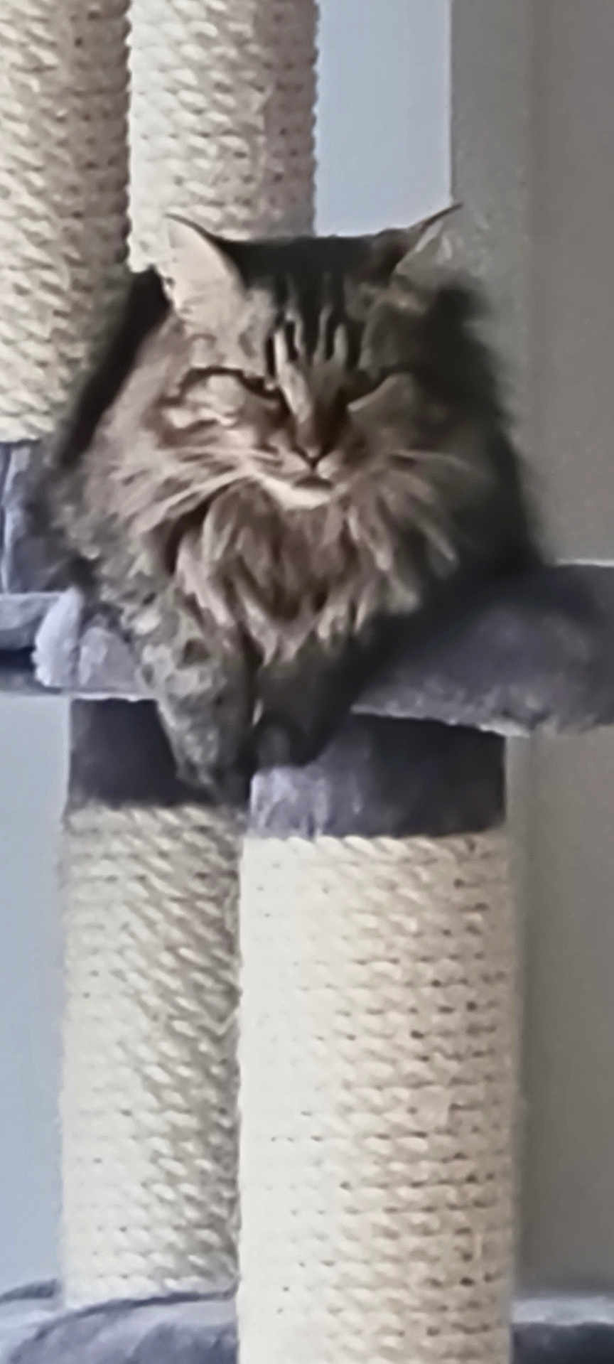 Kalynne participe au concours pour gagner de l'argent avec cette photo : cat, tabby, fluffy, pet, animal, indoor, cat_tree, carpeted, relaxed, feline, ears, whiskers, paws, fur, scratching_post, home, cute, sleepy, resting, domestic_cat