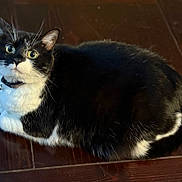 Trix joined the competition — help win amazing prizes! cat, tuxedo_cat, black_and_white, pet, animal, feline, curious, collar, bell, whiskers, wooden_surface, indoor, closeup, fur, sitting, looking_up, cute, domestic_cat, alert, adorable