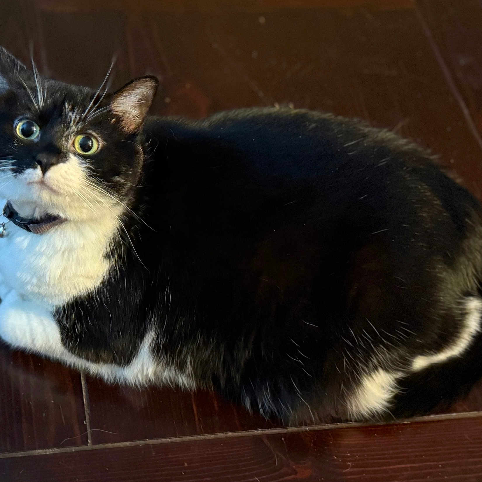 Trix joined the competition — help win amazing prizes! adorable, alert, animal, bell, black_and_white, cat, closeup, collar, curious, cute, domestic_cat, feline, fur, indoor, looking_up, pet, sitting, tuxedo_cat, whiskers, wooden_surface