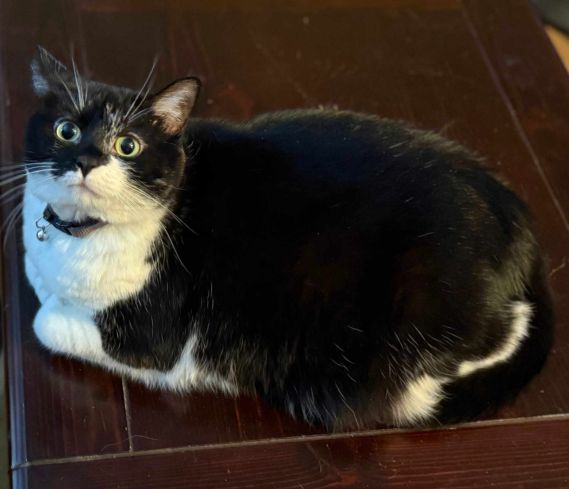 Trix joined the competition — help win amazing prizes! cat, tuxedo_cat, black_and_white, pet, animal, feline, curious, collar, bell, whiskers, wooden_surface, indoor, closeup, fur, sitting, looking_up, cute, domestic_cat, alert, adorable