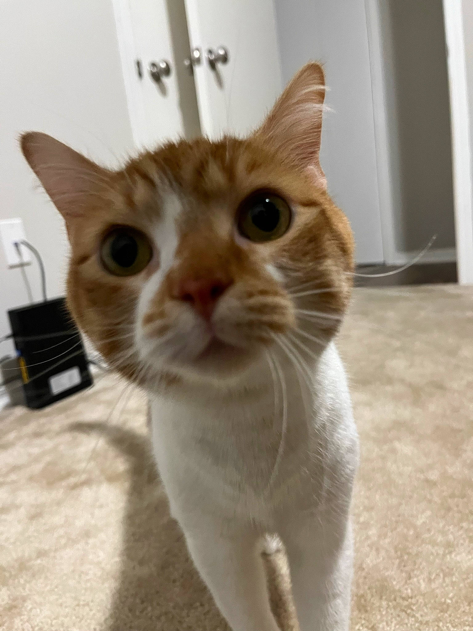 Ambrose is registered to the contest to win money with this photo: carnivore, cat, domestic_short_haired_cat, eyelash, fawn, felidae, flooring, fur, paw, pet_supply, small_to_medium_sized_cats, snout, tail, whiskers, window, wood