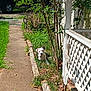 Shadow is registered to the contest to win money with this photo: puppy, dog, garden, plants, porch, sidewalk, greenery, sunlight, outdoor, grass, tree, white_lattice, residential, curious, pet, yard, summer, nature, small_dog, daytime